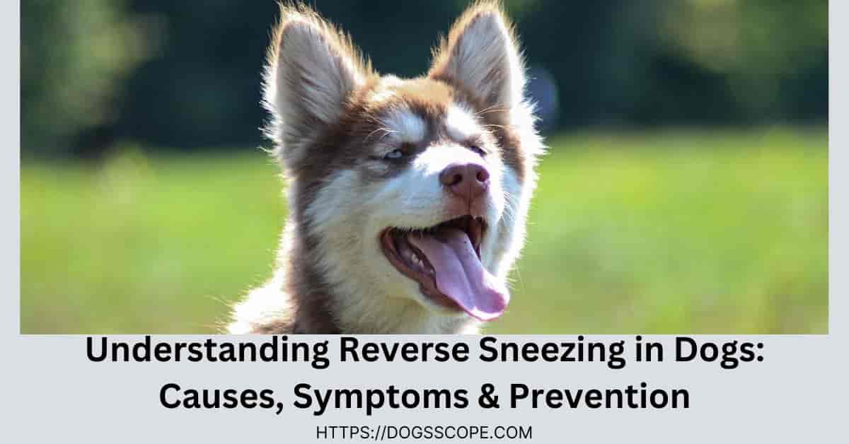 Reverse Sneezing in Dogs Symptoms, How to Stop & Prevention