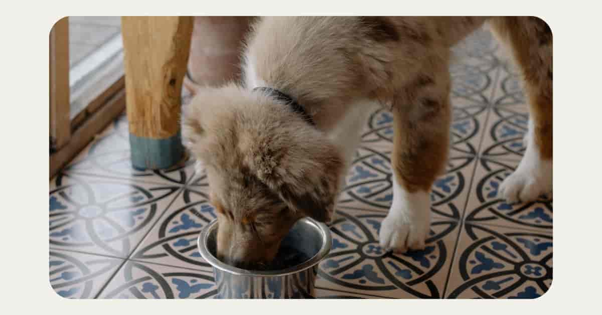 What to do if your dog eats chocolate ? (Quick Guide)