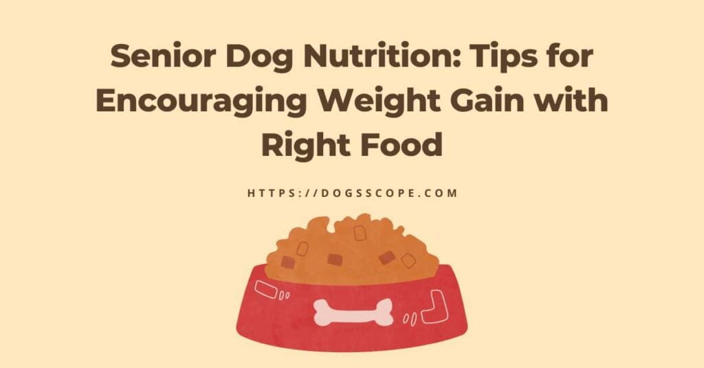 Encouraging Weight Gain In Senior Dogs With Dogfood