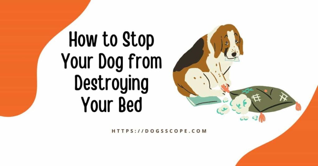 How to stop your dog chewing bed