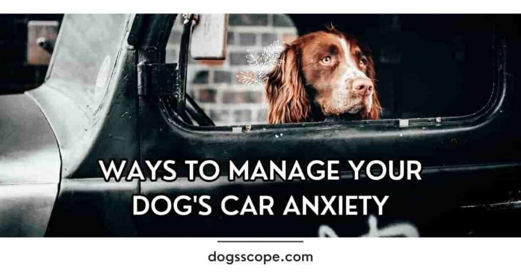 How to help dogs with car anxiety