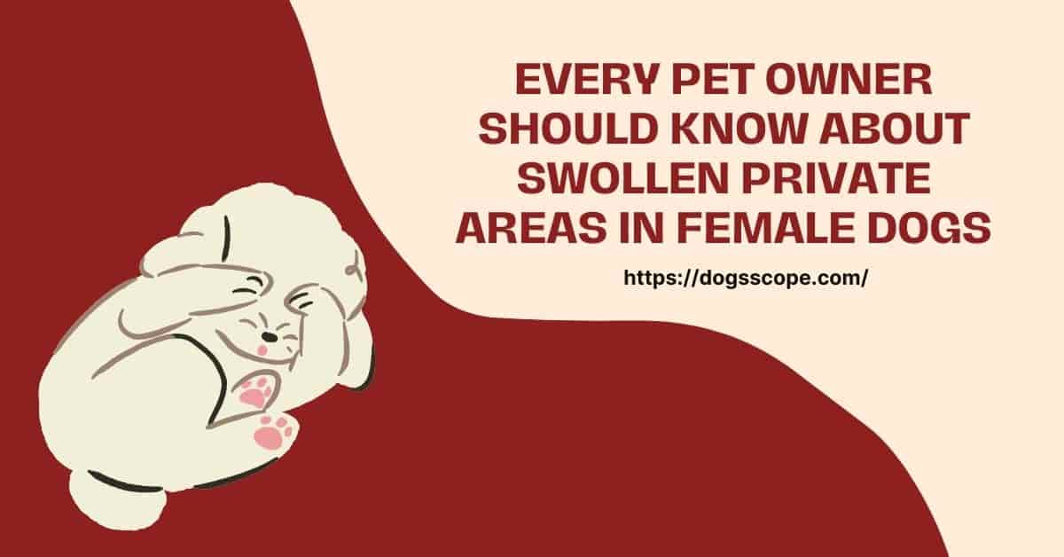 why-is-my-female-dog-s-private-area-swollen-your-questions-answered