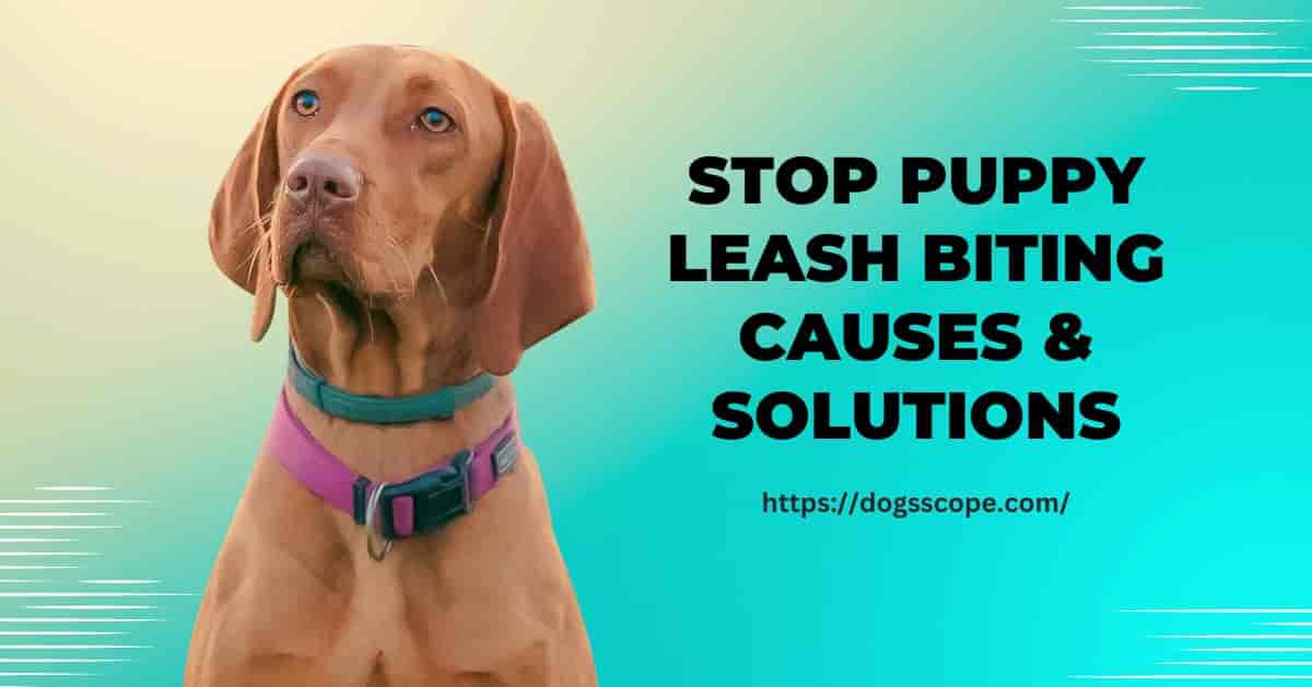 How to stop puppy from biting leash? and causes of the behavior