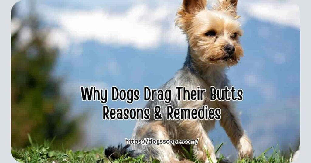 Why do dogs drag their butt on the ground