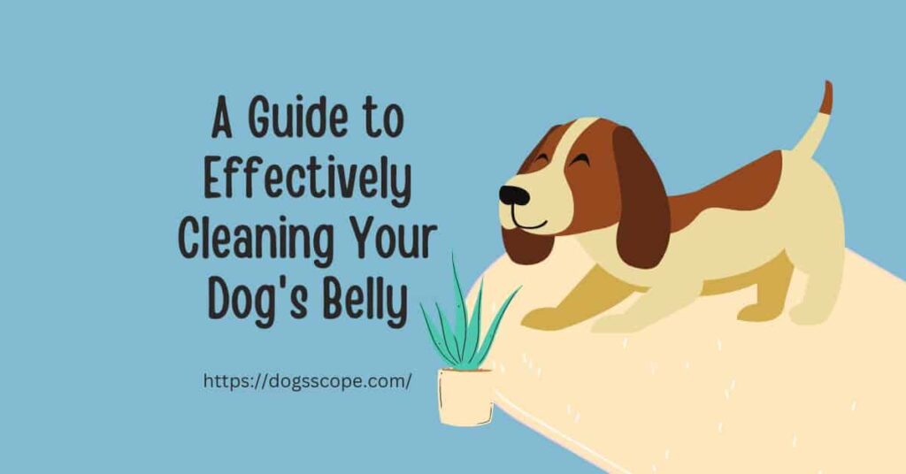 How to clean a dog's dirty belly