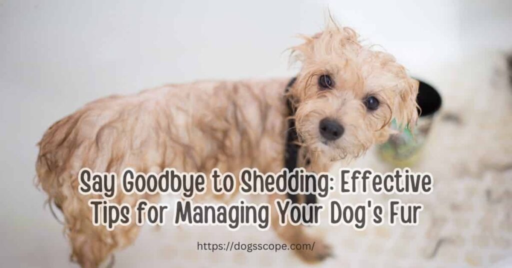 How to keep a dog from shedding