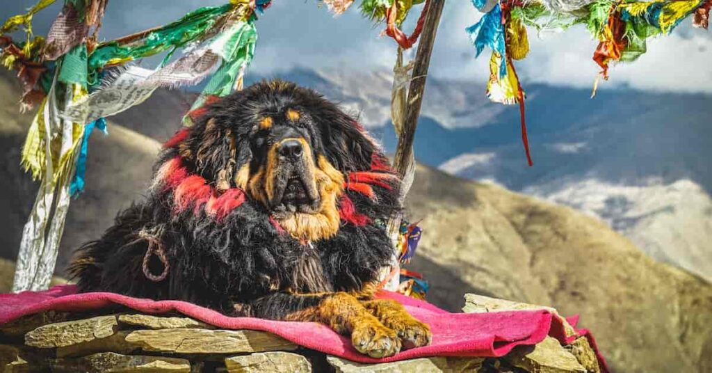 How Powerful is the Tibetan Mastiff