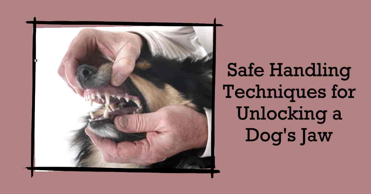 How to Get a Dog to Unlock Its Jaw A Comprehensive Guide for Safe Handling
