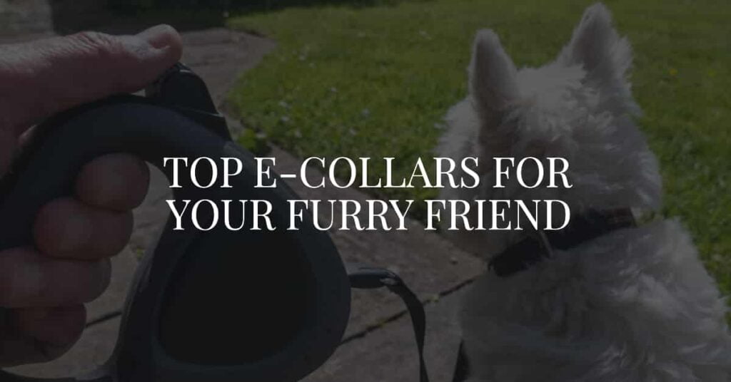 Best E-Collar for Dogs