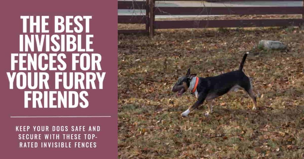 Best Invisible Fence for Dogs