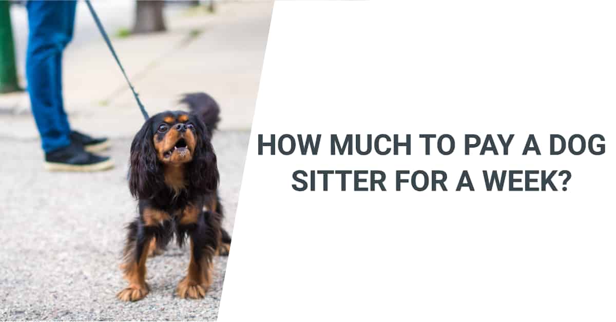 How Much to Pay a Dog Sitter for a Week?