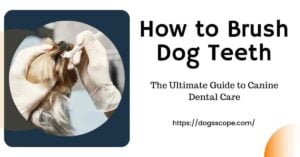 How to Brush Dog Teeth: The Ultimate Guide to Canine Dental Care