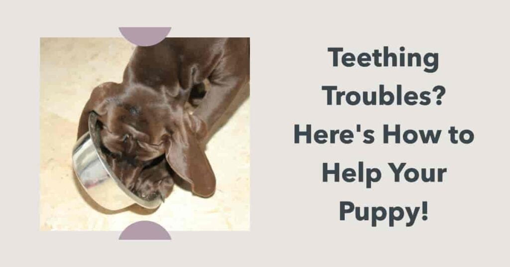 How to Help Teething Puppy