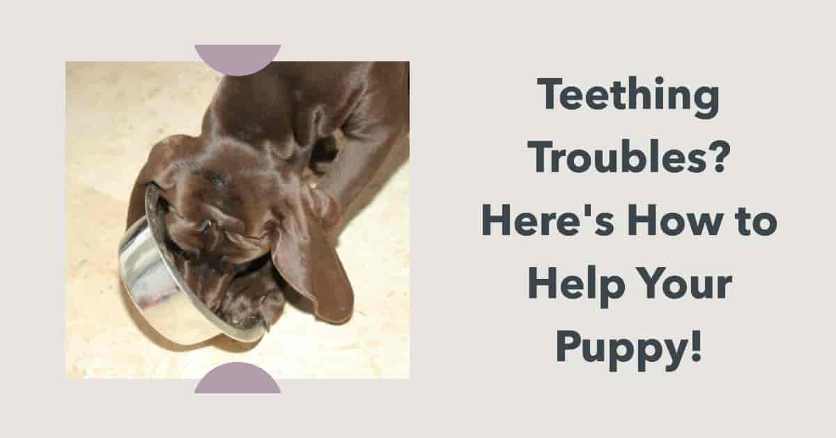 Image showcasing How to Help Teething Puppy: Tested Tips for Comforting Gum Pain
