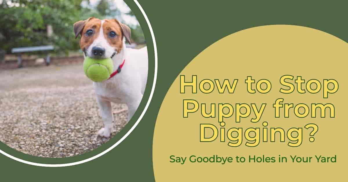 How to Stop Puppy from Digging Proven Strategies for a DigFree Yard