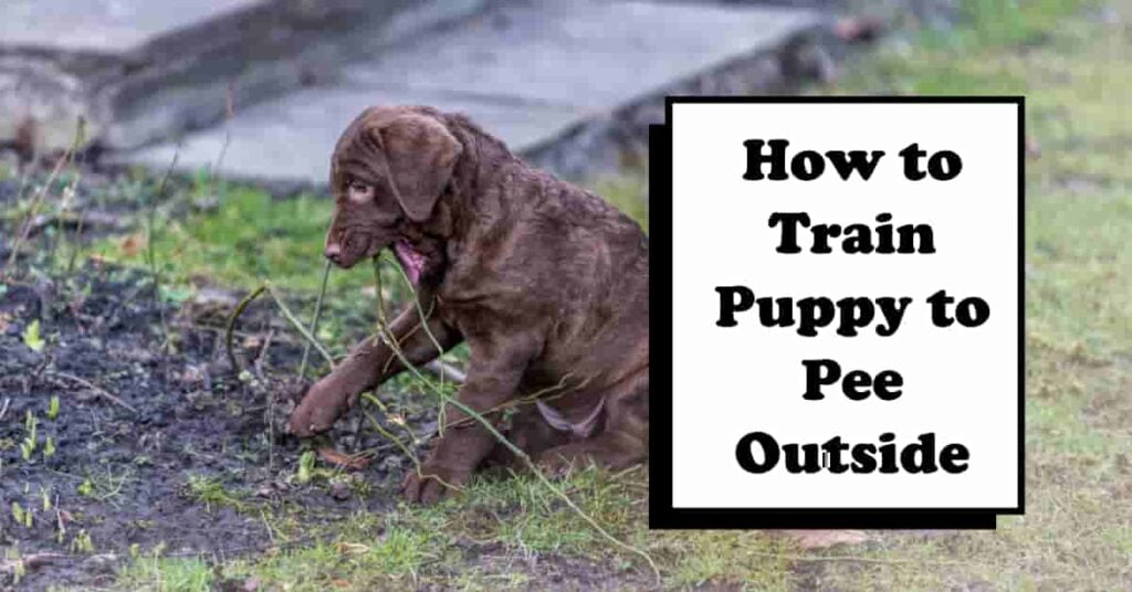 How to Train Puppy to Pee Outside
