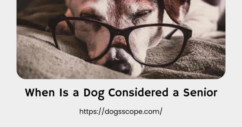 What is the Ideal Age to Get a Dog