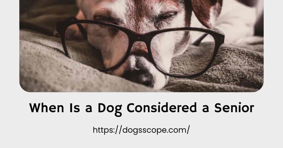 When Is a Dog Considered a Senior? The Complete Guide to Your Dog's