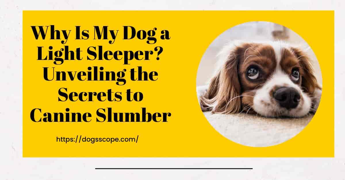 Why Is My Dog a Light Sleeper? Understanding the Factors and Solutions