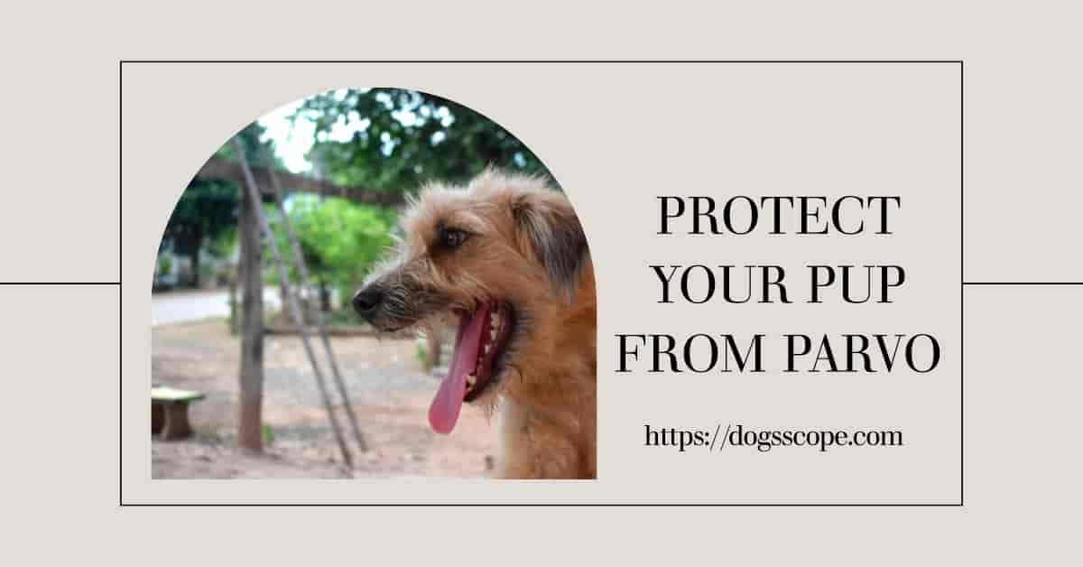 How Does A Dog Get Parvo