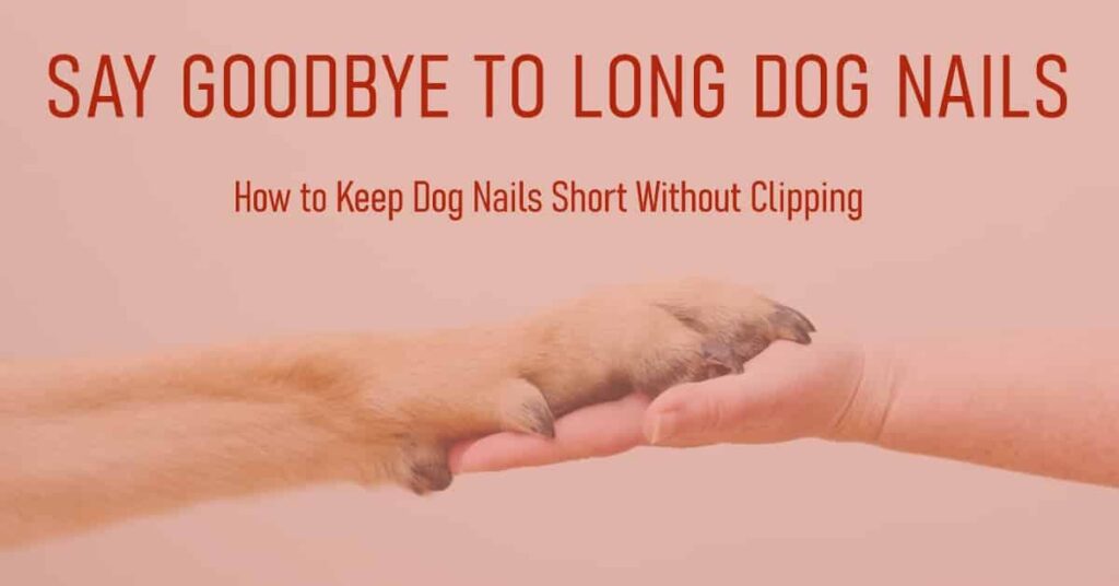 How to Keep Dog Nails Short Without Clipping