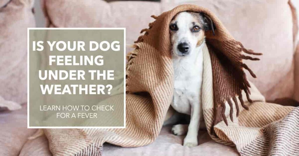 How to Tell if Your Dog Has a Fever