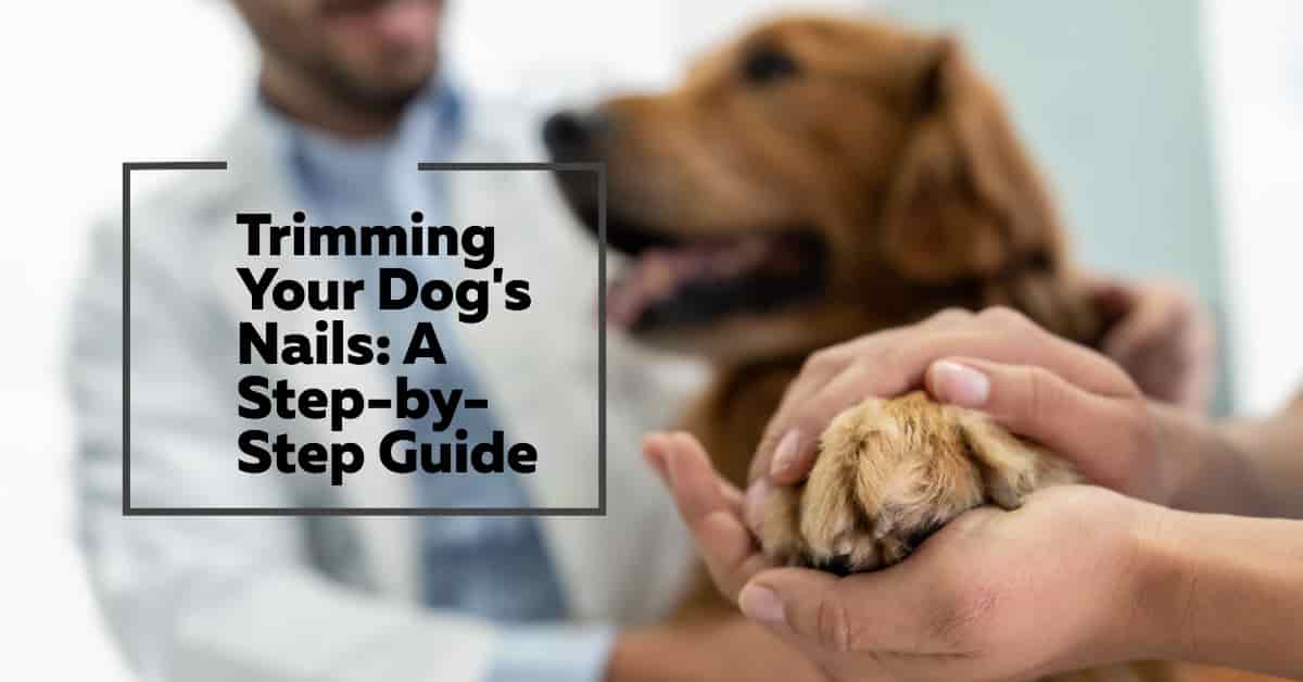 How to Use Dog Nail Clippers: A Step-by-Step Guide for Safe Trimming