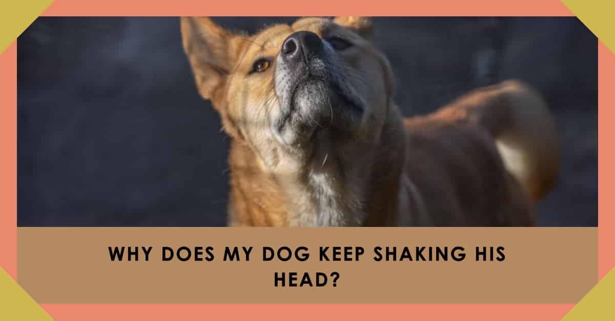 why-does-my-dog-keep-shaking-his-head-a-complete-guide-to-causes-and