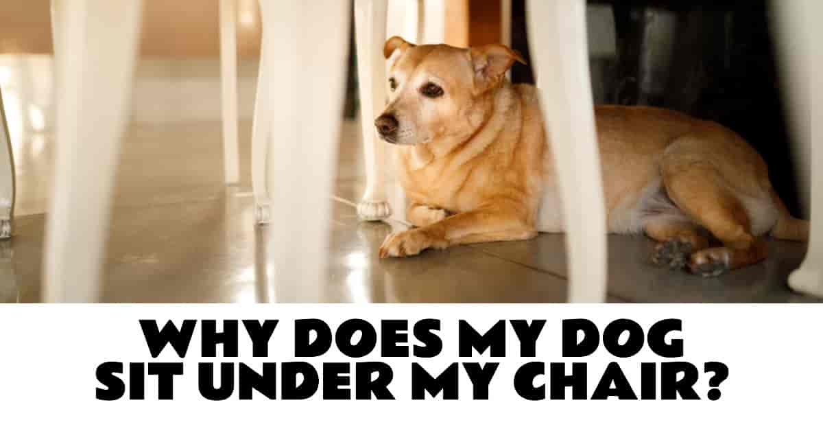 Why Does My Dog Sit Under My Chair? Unraveling the Mystery of Canine