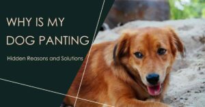 Why Is My Dog Panting? Unveiling the Hidden Reasons and Solutions