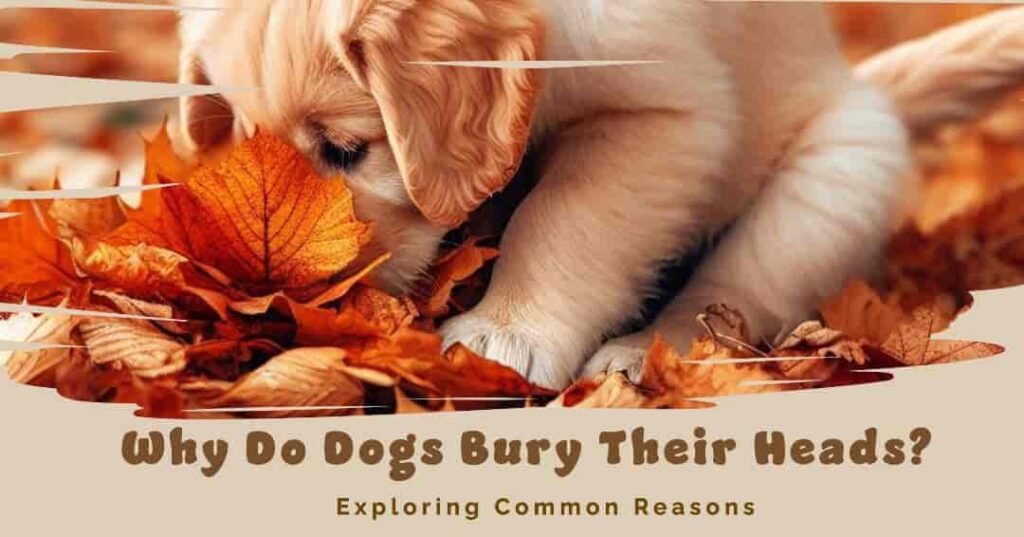 common reasons dogs bury their head