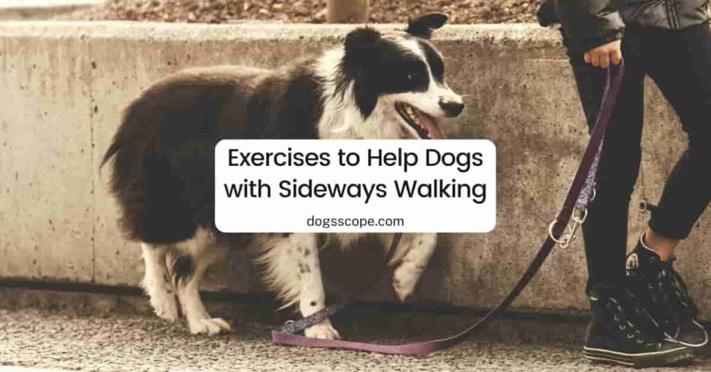 Exercises to Help Dogs with Sideways Walking