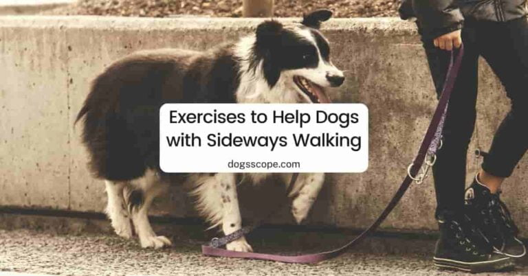 dog-walks-sideways-reasons-home-remedies-and-exercises