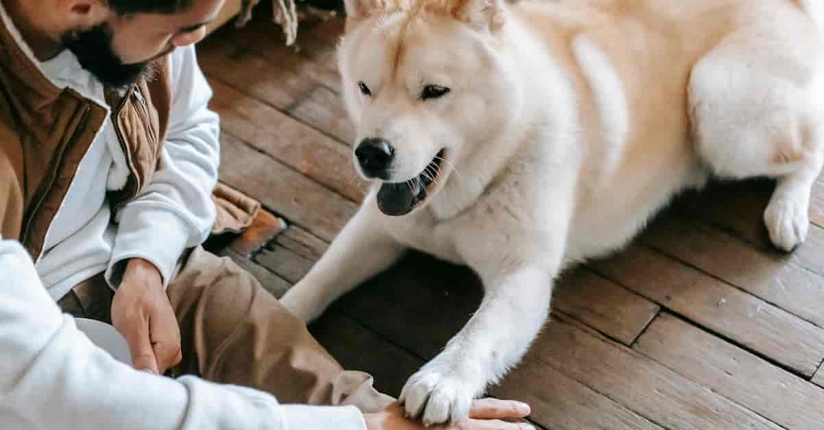 How To House Train A Senior Dog Effectively how-to-house-train-a-senior-dog-effectively