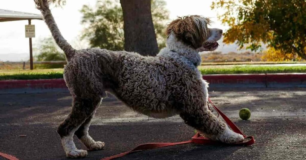 Why Does My Dog Stretch When He Sees Me