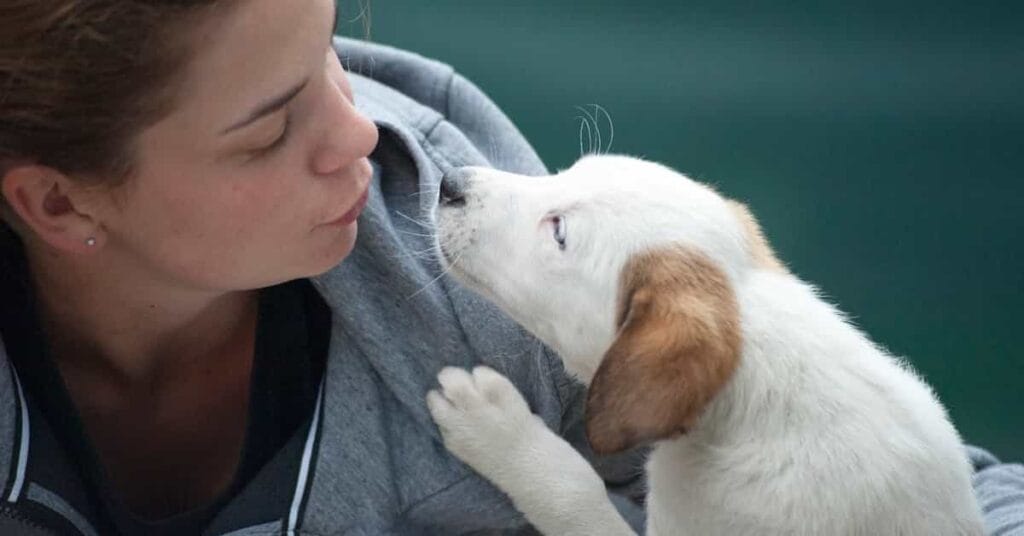 How to Start a Dog Daycare