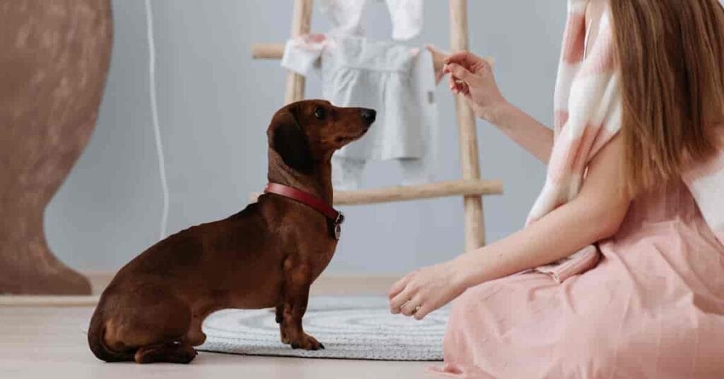 A girl showing some food item to the dog
