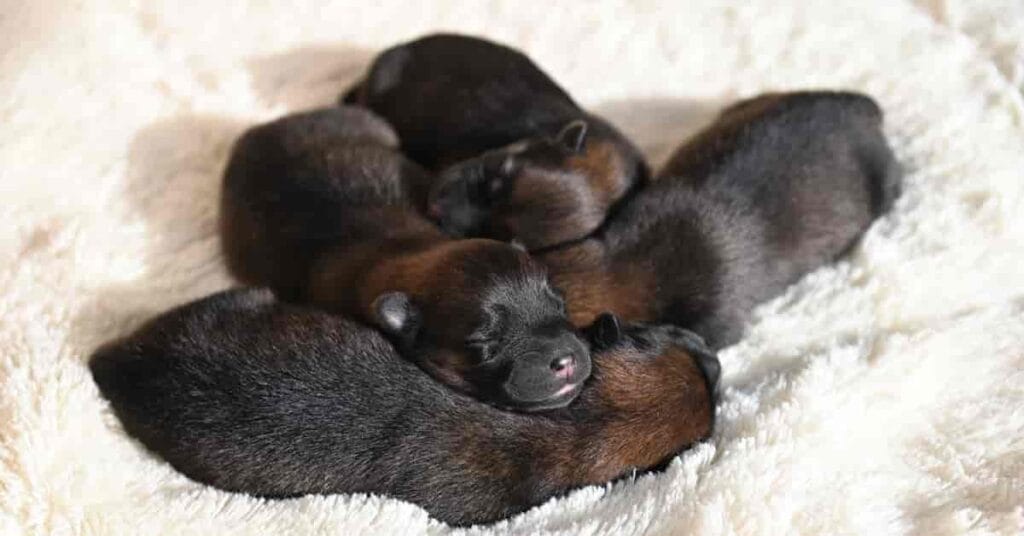 How to Prevent Mother Dog from Crushing Puppies