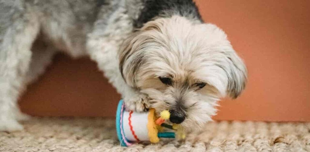 3 Ingredient Dog Cake Recipes