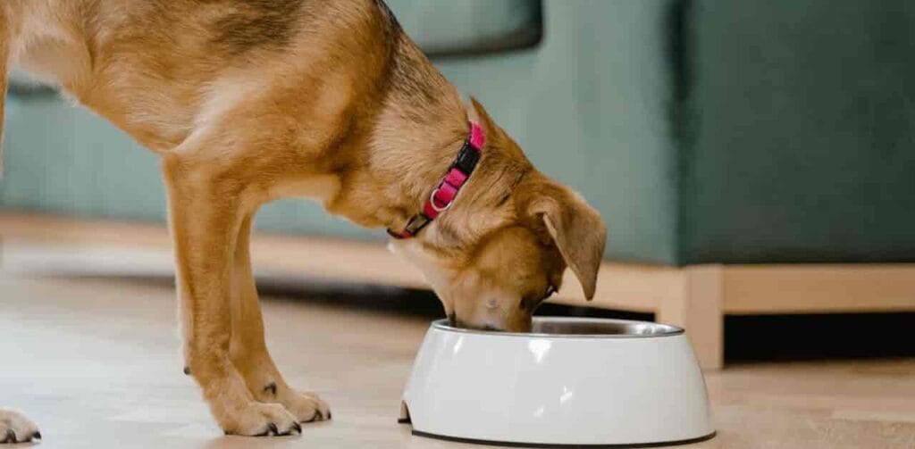 Are Sweet Potatoes Good for Puppies