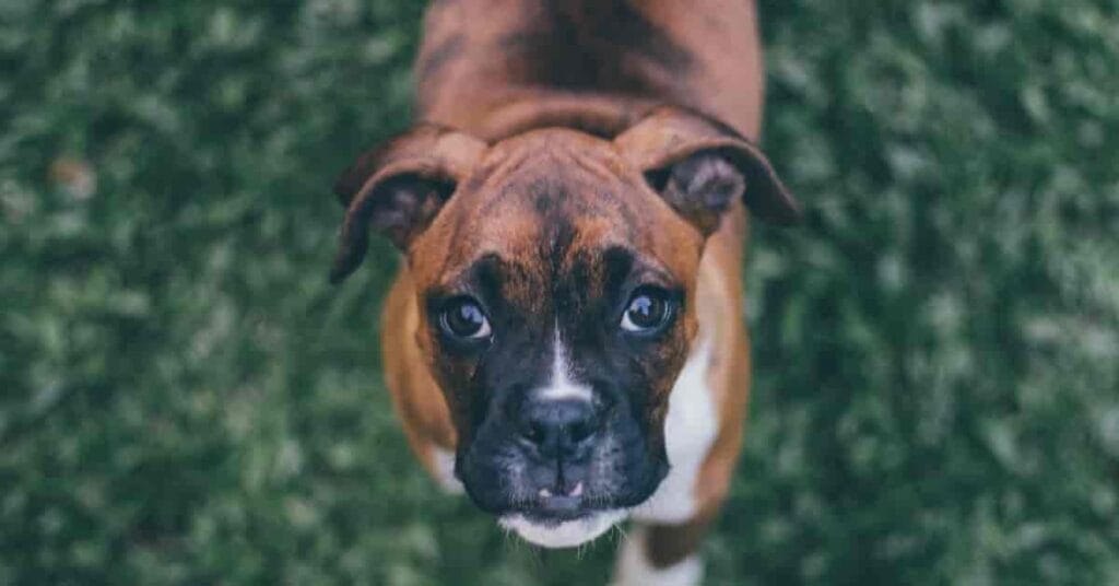 Boxer Dog