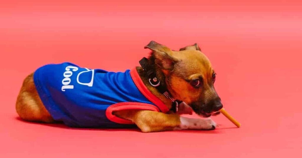 Buy Dog Clothes Online