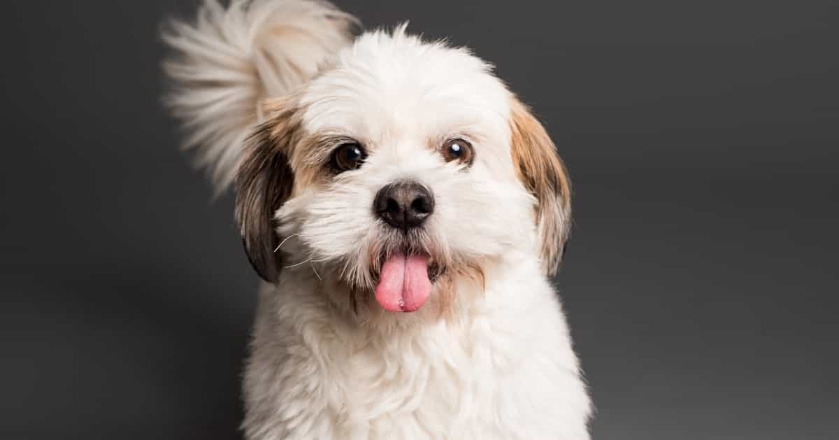 Can Puppies Have Down Syndrome