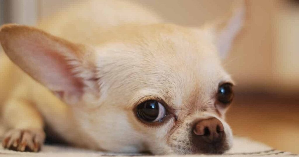 Chihuahua Dog