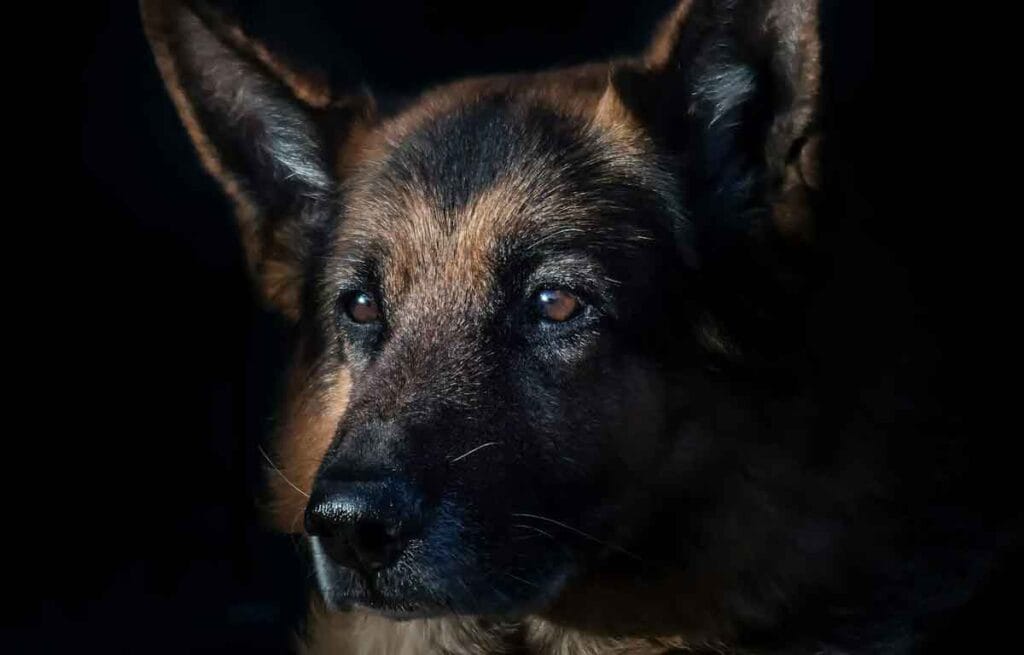 German Shepherd Breed