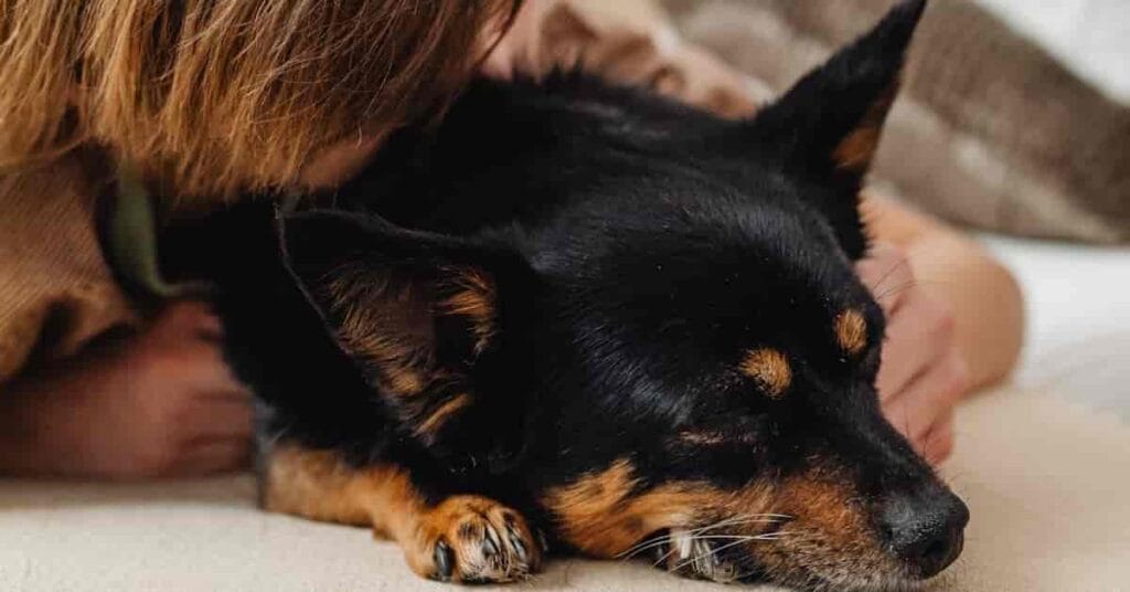 How to make a puppy sleep at night