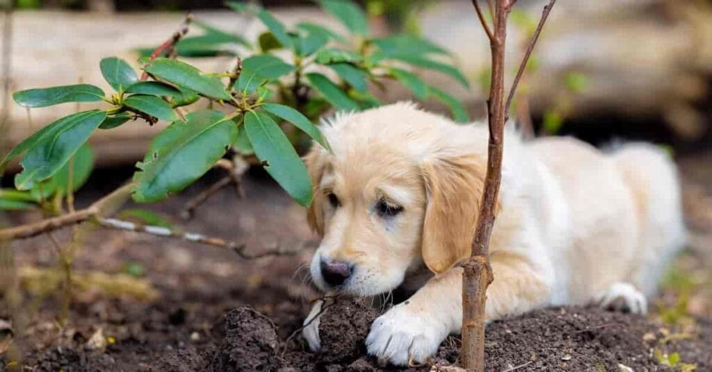 How to stop puppies from eating poop