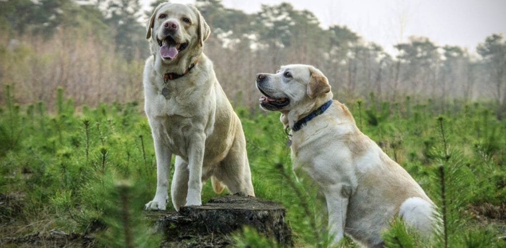 Labrador Retriever Breed