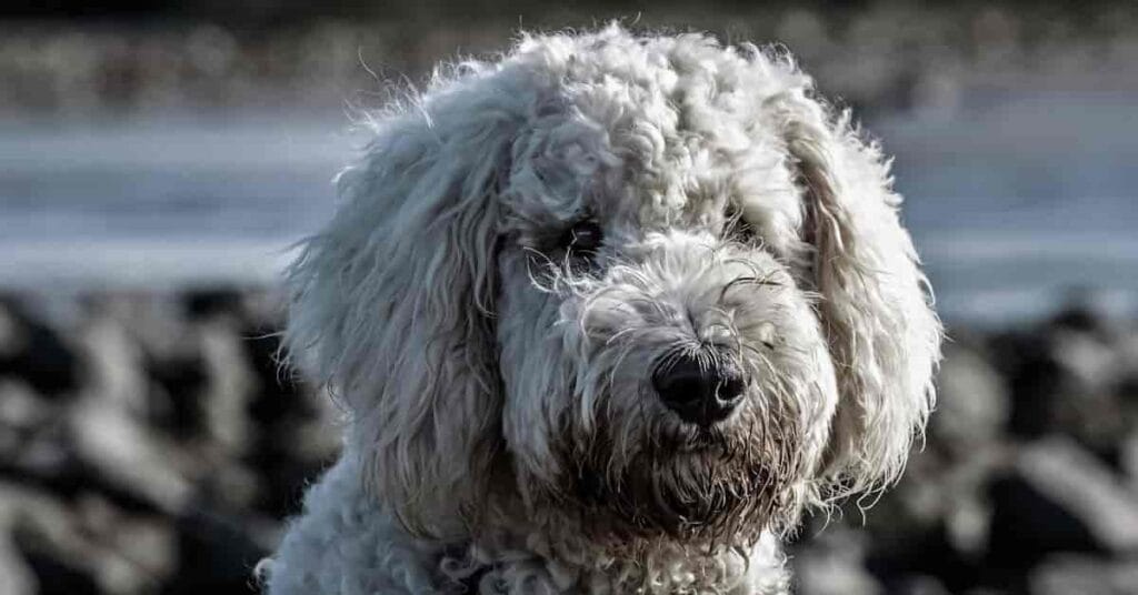 Poodle Breed