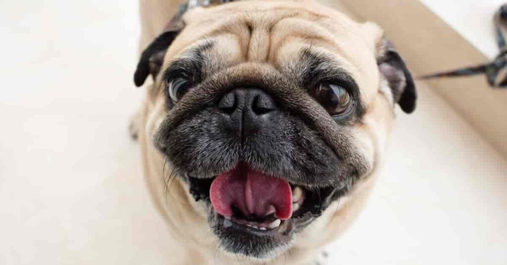 Pug Dog Breed